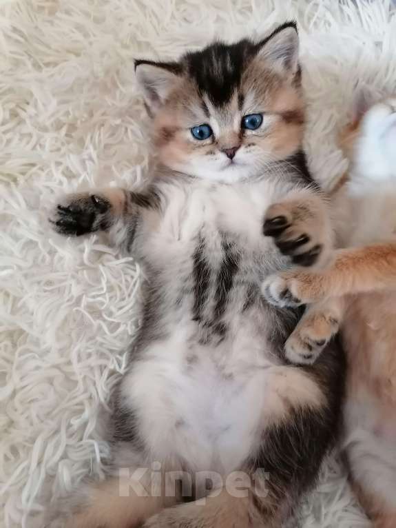 Кошки в Чебоксарах: Шотландский прямоухий котёнок Мальчик, 18 000 руб. - фото 6