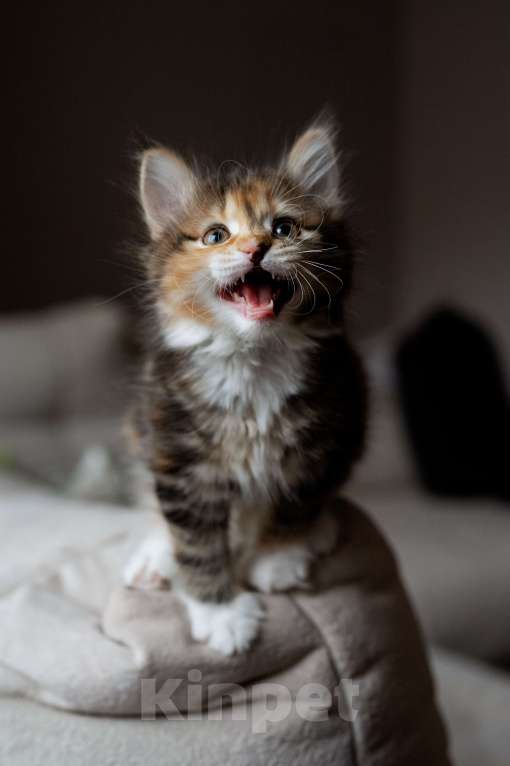 Кошки в Вологде: Курильский бобтейл котята из питомника Девочка, 40 000 руб. - фото 3