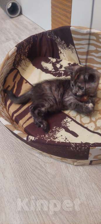 Кошки в Воронеже: Шотландская кошечка  Девочка, Бесплатно - фото 2