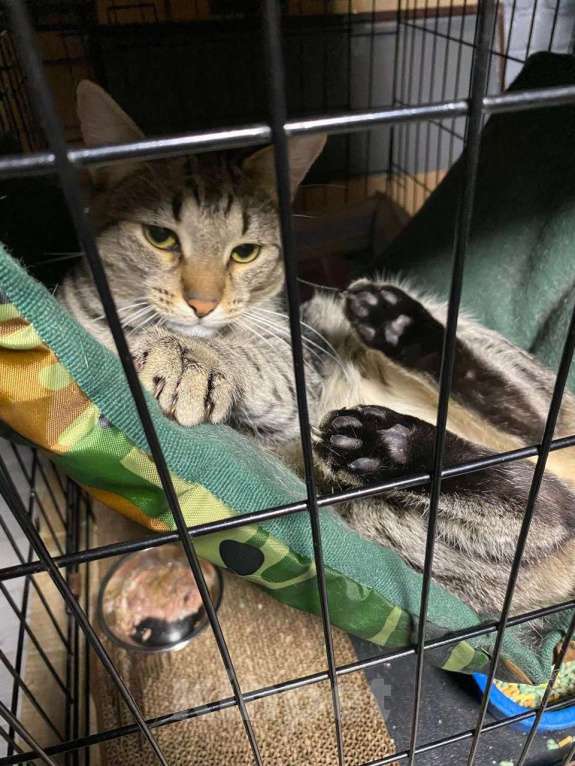 Кошки в Москве: Максимка  Мальчик, Бесплатно - фото 2