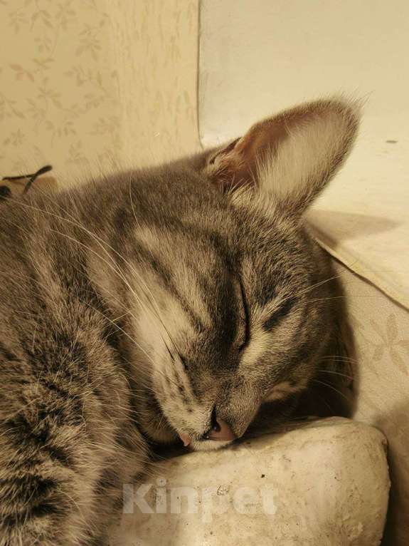 Кошки в других городах Краснодарского края: Отдам друзей в хорошие руки Девочка, Бесплатно - фото 6