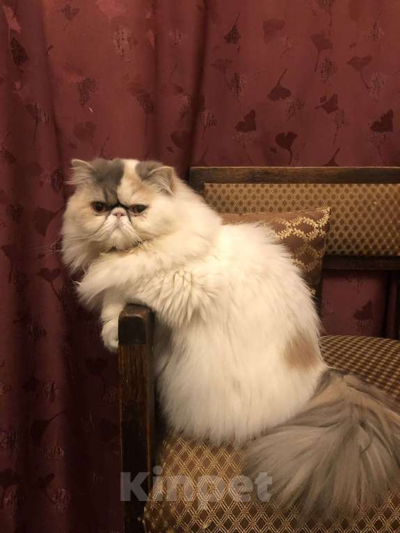 Кошки в Санкт-Петербурге: Продаю элитного белого персидского котенка мальчика Мальчик, Бесплатно - фото 6