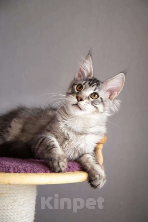 Кошки в Малмыже: Мейн-кун, 5 000 руб. - фото 1