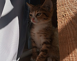 Кошки в Курске: Котята в добрые руки Разнополые, Бесплатно - фото 2