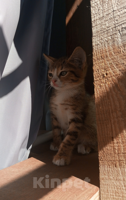 Кошки в Курске: Котята в добрые руки Разнополые, Бесплатно - фото 2