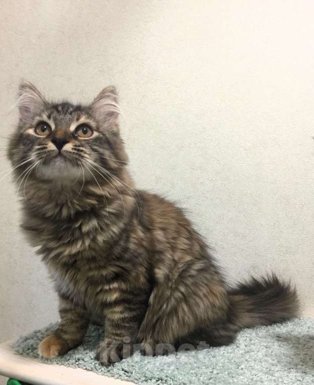 Кошки в Санкт-Петербурге: Сибирский котенок, кошка Девочка, 45 000 руб. - фото 3