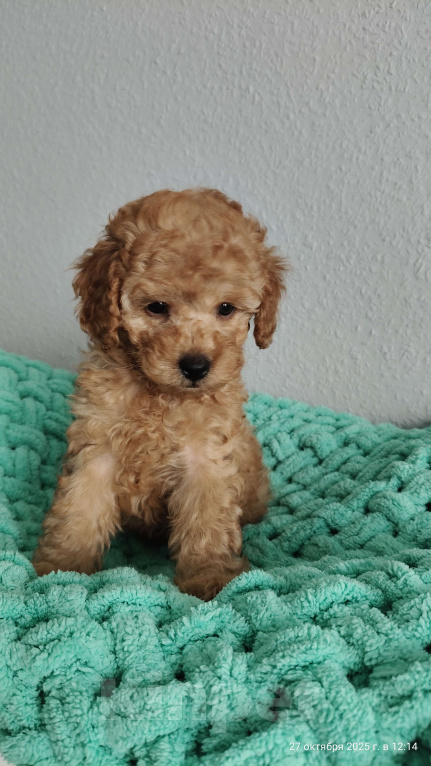 Собаки в Мытищах: Миниатюрный пудель Абель Девочка, 150 000 руб. - фото 1