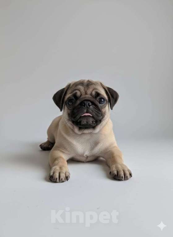 Собаки в Москве: Шери Шанель Девочка, 85 000 руб. - фото 4