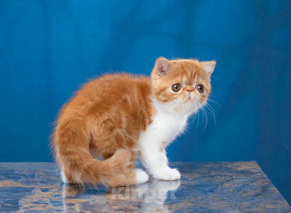 Кошки в Новосибирске: Продажа экзотической короткошерстной кошечки  Девочка, 35 000 руб. - фото 1