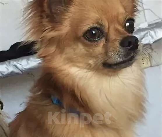 Собаки в Москве: Пропала собака! Мальчик, Бесплатно - фото 1