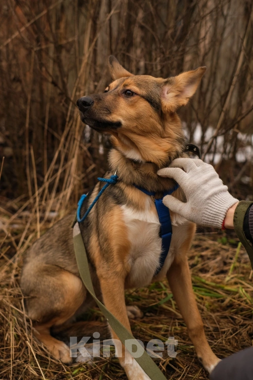 Собаки в Санкт-Петербурге: Гера из приюта в добрые руки Девочка, Бесплатно - фото 10