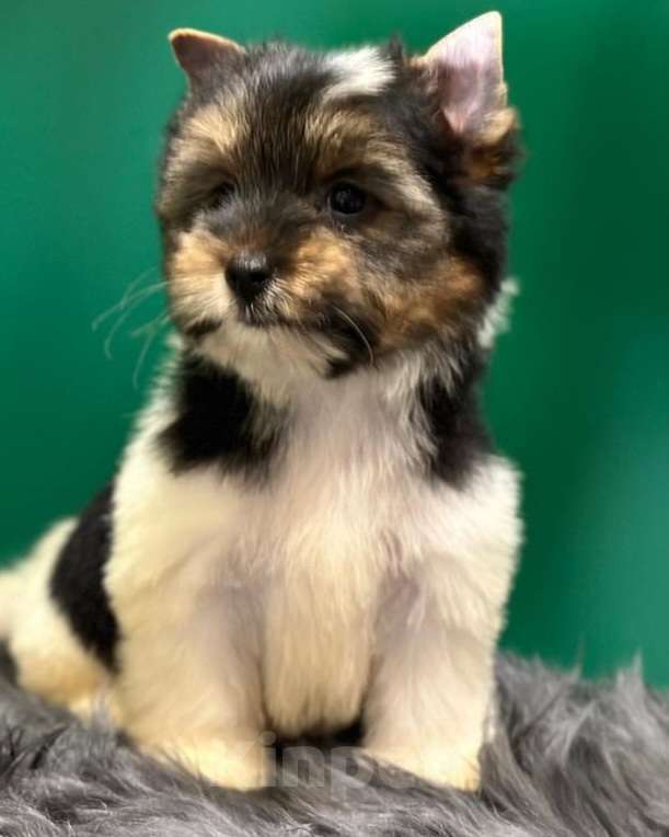 Собаки в Мур: Малыш-Гаврюша Мальчик, 35 000 руб. - фото 5