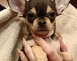 Собаки в Москве: Щенок чихуахуа мальчик Мальчик, 50 000 руб. - фото 1