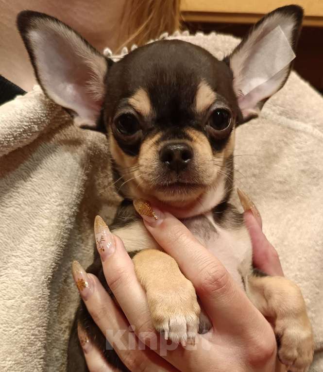 Собаки в Москве: Щенок чихуахуа мальчик Мальчик, 50 000 руб. - фото 1
