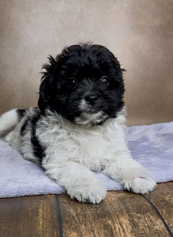 Мальтипу- мальчик.