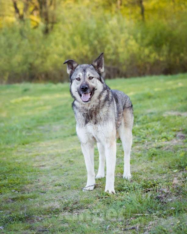 Собаки в Москве: Соня - Самая преданная собака для своего человека Девочка, Бесплатно - фото 4