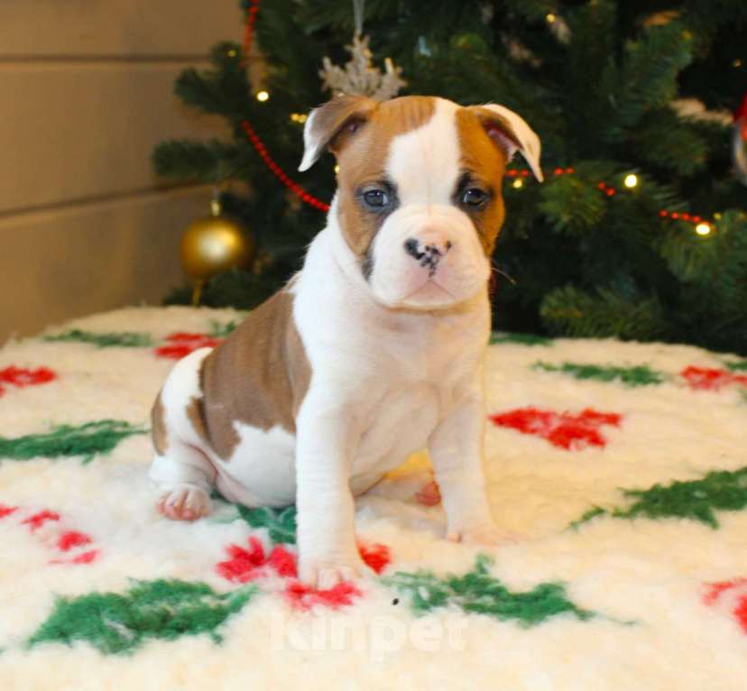 Собаки в других городах Московской области: Девочка амстаффа Девочка, 60 000 руб. - фото 1