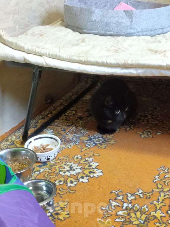 Кошки в других городах Калужской области: Чёрная ласковая Маковка Девочка, Бесплатно - фото 6