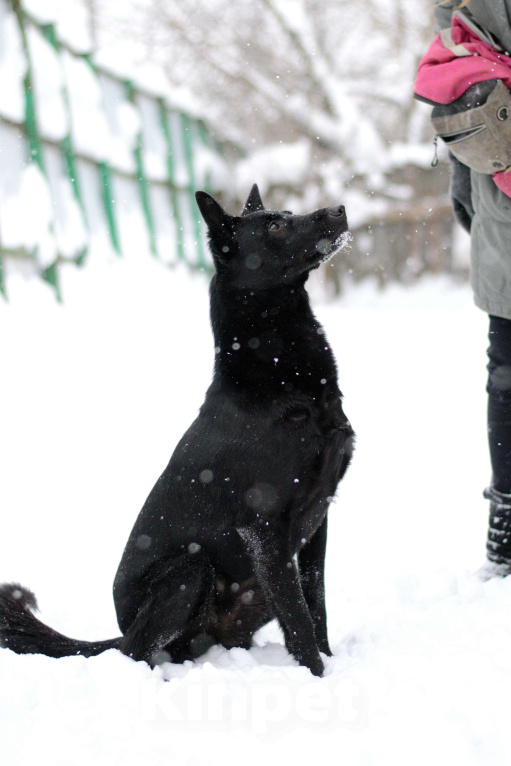 Собаки в Москве: Сати Девочка, Бесплатно - фото 1