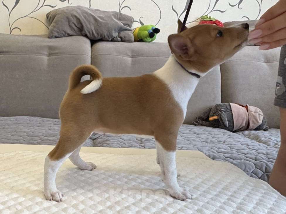 Собаки в Ангарске: Щенки басенджи Девочка, 65 000 руб. - фото 1