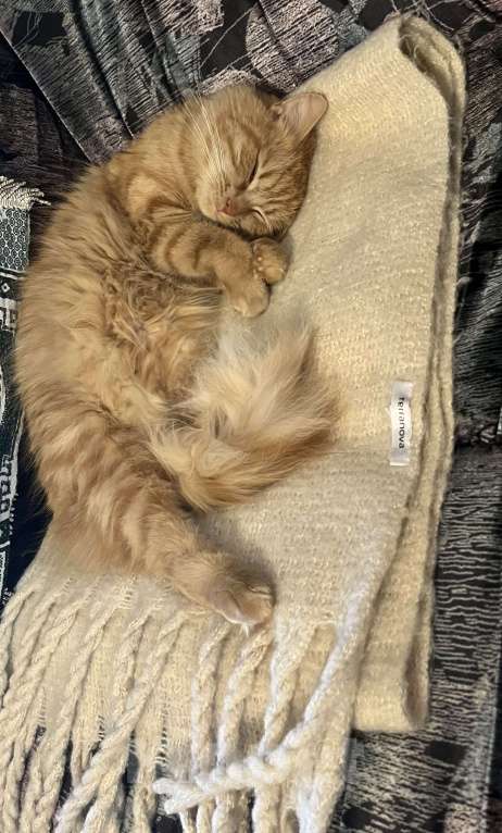 Кошки в Санкт-Петербурге: ищу доброго хозяина доброй кошке Девочка, Бесплатно - фото 9