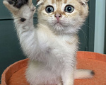 Кошки в Москве: Шотландские вислоухие котята Scottish Fold Мальчик, 35 000 руб. - фото 2