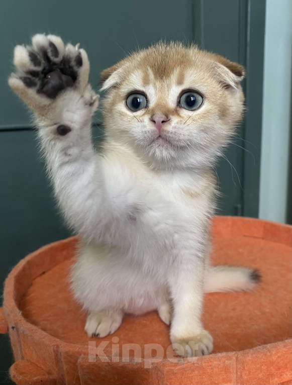 Кошки в Москве: Шотландские вислоухие котята Scottish Fold Мальчик, 35 000 руб. - фото 2