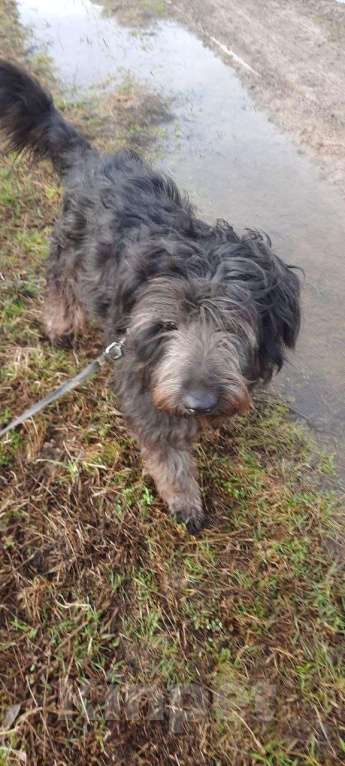 Собаки в Москве: Метис пуделя в добрые руки Девочка, Бесплатно - фото 3