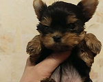 Собаки в Екатеринбурге: Йоркширский терьер - щенки Девочка, Бесплатно - фото 1