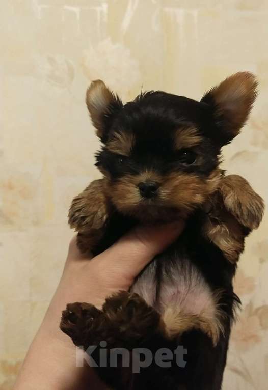 Собаки в Екатеринбурге: Йоркширский терьер - щенки Девочка, Бесплатно - фото 1