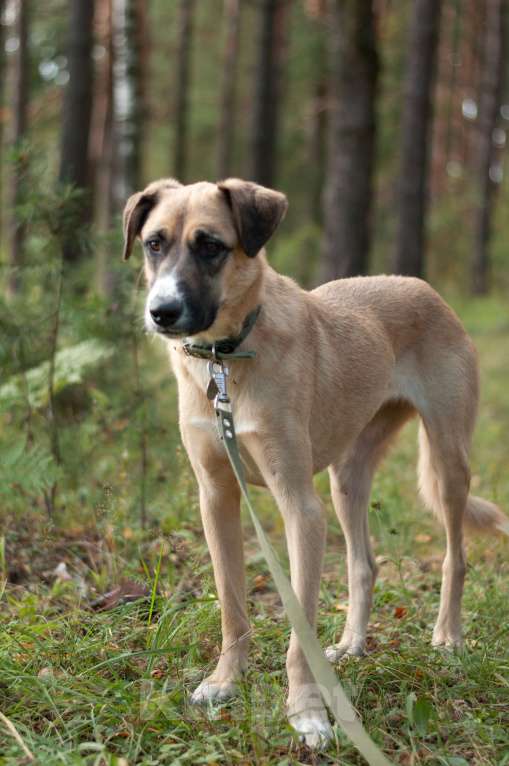 Собаки в Ногинске: Скромная Нила ищет своих Девочка, Бесплатно - фото 3