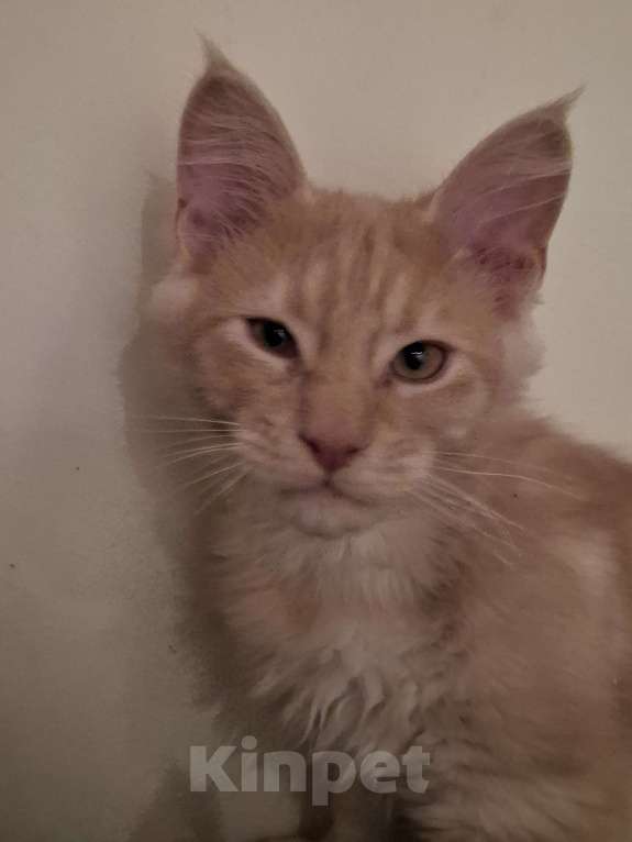 Кошки в Москве: Вольяжный куненок Мальчик, 20 000 руб. - фото 4