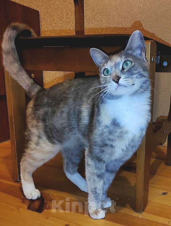 Кошки в Калуге: Мелисса, принцесса осени. Кошка в добрые руки.  Девочка, Бесплатно - фото 8