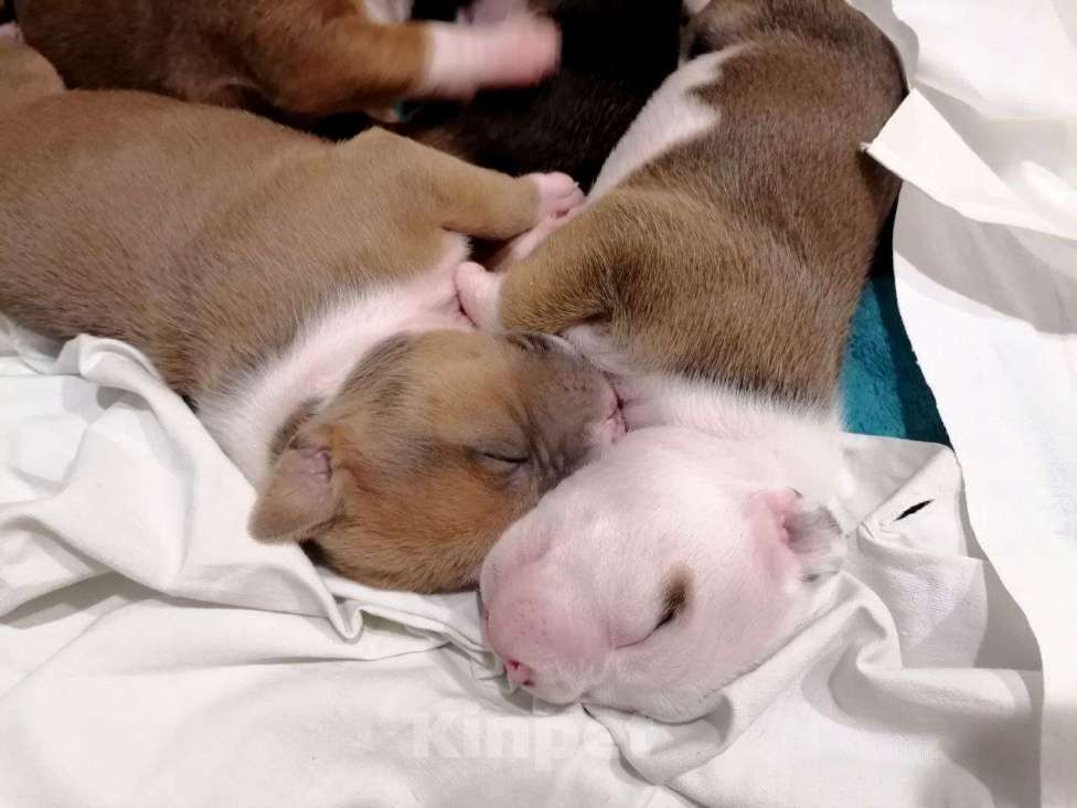 Собаки в Москве: Нежный малыш амстаффа  Мальчик, 80 000 руб. - фото 3