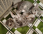 Кошки в Салавате: Отдам в хорошие руки котят  Мальчик, Бесплатно - фото 4