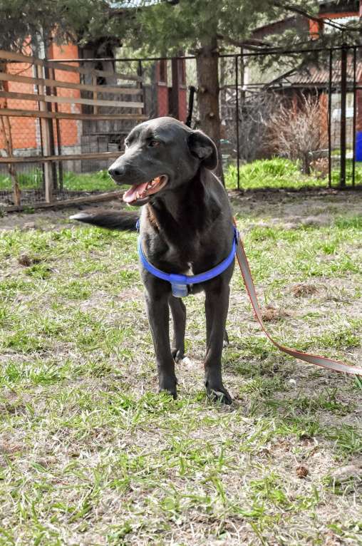 Собаки в Истре: Красотка Энджи собака в добрые руки Девочка, Бесплатно - фото 7