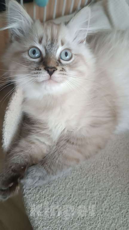 Кошки в Санкт-Петербурге: Невский маскарадный котенок Мальчик, 50 000 руб. - фото 2