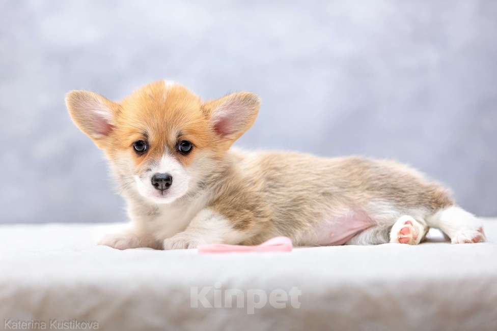 Собаки в Москве: Щенки вельш корги пемброк Девочка, 55 000 руб. - фото 2