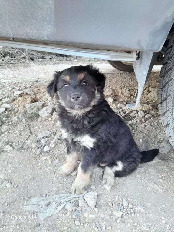 Собаки в Севастополе: Щенки ищут хозяев, хозяина, хозяйку Девочка, Бесплатно - фото 10