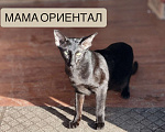 Кошки в Ярославле: Ориентальный котёнок Разнополые, 3 000 руб. - фото 3