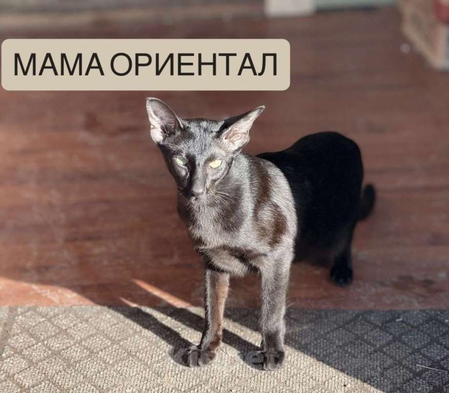 Кошки в Ярославле: Ориентальный котёнок Разнополые, 3 000 руб. - фото 3