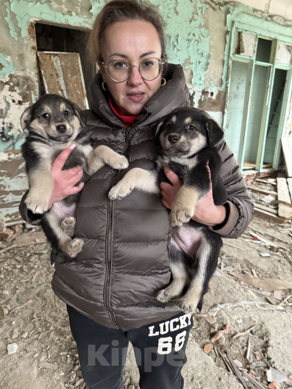 Собаки в Москве: Красивые щенки девочки в дар! Дайте шанс  малышам не замерзнуть! Девочка, Бесплатно - фото 4