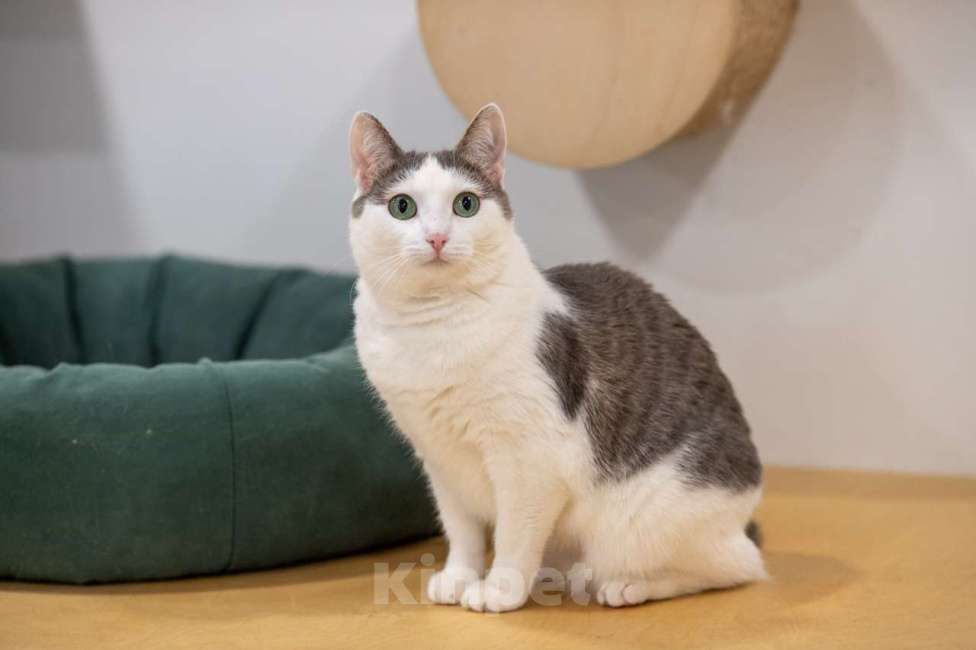 Кошки в Москве: Алиса Девочка, Бесплатно - фото 6