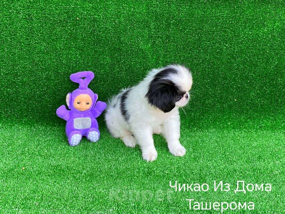 Собаки в Лыткарино: Малыши Японского хина Мальчик, 35 000 руб. - фото 6