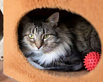 Кошки в Москве: Котик Индир из приюта  ищет дом Мальчик, Бесплатно - фото 4