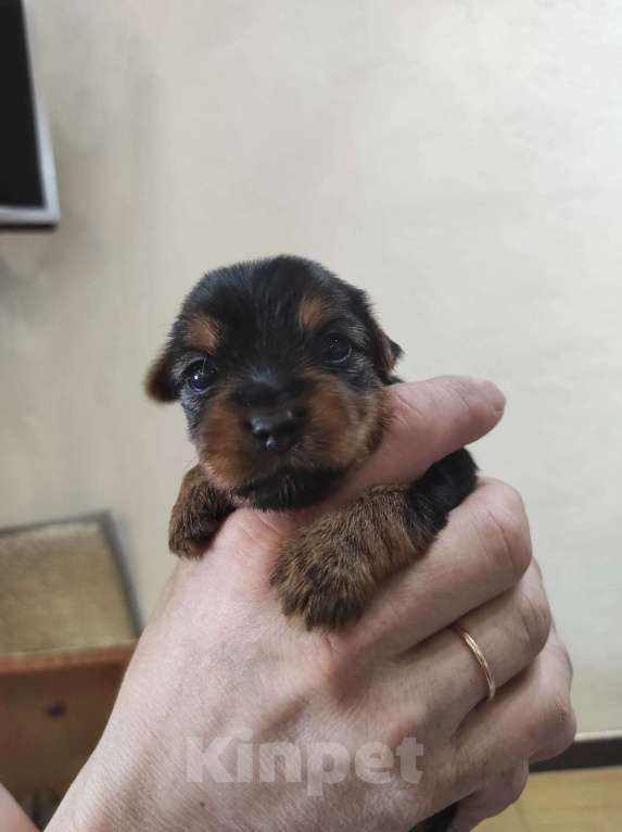 Собаки в Тольятти: Девочка Йоркширского терьера мини Девочка, 51 000 руб. - фото 3