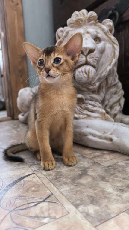 Кошки в других городах Московской области: Абиссинская девчуля Девочка, 75 000 руб. - фото 3