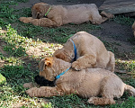 Собаки в Москве: Щенки пшеничный терьер 2,5 месяца Мальчик, 45 000 руб. - фото 12