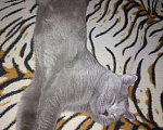 Кошки в Орске: Вязка.Красавец британский кот., 800 руб. - фото 5
