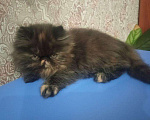 Кошки в Гагарине: Экзоты, 1 руб. - фото 5